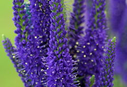 Veronica Mioulane NewsJardinTV Jardimiou 9N7B7351