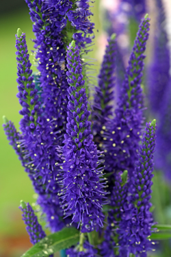 Veronica Mioulane NewsJardinTV Jardimiou 9N7B7351