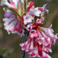 Viorne hiver Mioulane NewsJardinTV Jardimiou NPM 850426006
