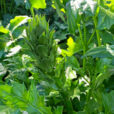 Acanthus Jeune pousse Mioulane NewsJardinTV Jardimiou IMG 4705