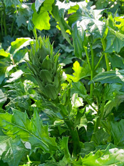 Acanthus Jeune pousse Mioulane NewsJardinTV Jardimiou IMG 4705