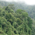 Foret Malaisie Mioulane NewsJardinTV NPM 2808182681