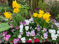 Jardiniere Printemps Mioulane NewsJardinTV Jardimiou IMG 4669