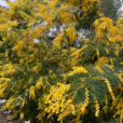 Mimosa Mioulane NewsJardinTV Jardimiou IMG 4271