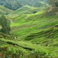 Paysage Malaisie Mioulane NewsJardinTV NPM 2808182470