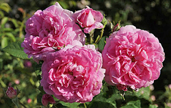 Rose Ispahan Flora
