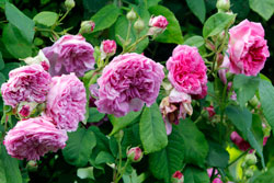 Rose Olivet Mioulane NewsJardinTV NPM 2707523243