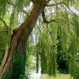 Salix babylonica Mioulane NewsJardinTV Jardimiou NPM 850324084