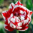 Tulipe Mioulane NewsJardinTV Jardimiou NPM 914379431