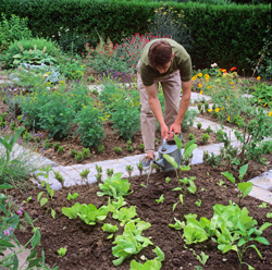 Arrosage salade Mioulane NewsJardinTV Jardimiou NPM GIP0101376