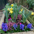 Bulbes FleursJaxcinthe Narcisse Mioulane NewsJardinTV Jardimiou IMG 4442