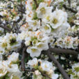 Chaenomeles Blanc Mioulane NewsJardinTV Jardimiou IMG 4562