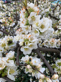 Chaenomeles Blanc Mioulane NewsJardinTV Jardimiou IMG 4562