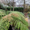 Dicksonia Mioulane NewsJardinTV Jardimiou IMG 4465