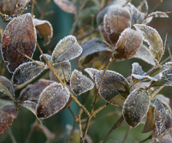 Givre Mioulane NewsJardinTV NPM 2607525723