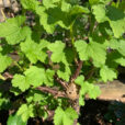Groseillier Demarrage Vegetation Mioulane NewsJardinTV Jardimiou IMG 4709