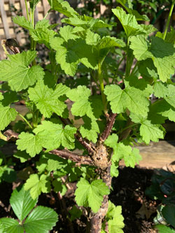 Groseillier Demarrage Vegetation Mioulane NewsJardinTV Jardimiou IMG 4709