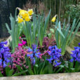 Jardiniere Printemps Mioulane NewsJardinTV Jardimiou IMG 4443
