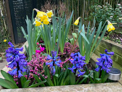 Jardiniere Printemps Mioulane NewsJardinTV Jardimiou IMG 4443