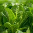 Laitue romaine Flora 88487