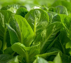 Laitue romaine Flora 88487