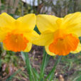 Narcisse Mioulane NewsJardinTV Jardimiou IMG 4396