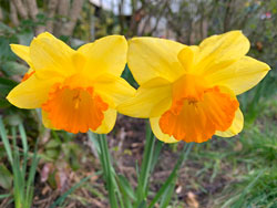 Narcisse Mioulane NewsJardinTV Jardimiou IMG 4396