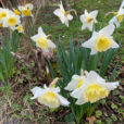 Narcisse Mioulane NewsJardinTV Jardimiou IMG 4444