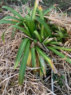 Paillis Agapanthe Mioulane NewsJardinTV NPM 2808188425