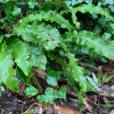 Pluie Fougere Scolopendre Mioulane NewsJardinTV Jardimiou IMG 4467