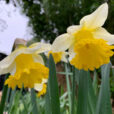 Pluie Narcisse Mioulane NewsJardinTV Jardimiou IMG 4460
