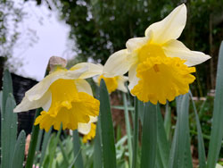 Pluie Narcisse Mioulane NewsJardinTV Jardimiou IMG 4460
