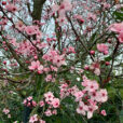 Prunus Mioulane NewsJardinTV Jardimiou IMG 4457