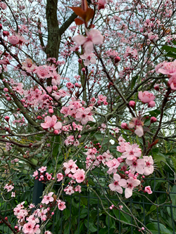 Prunus Mioulane NewsJardinTV Jardimiou IMG 4457