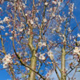 Prunus Printemps Mioulane NewsJardinTV Jardimiou IMG 4391