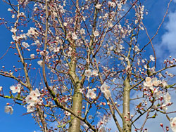 Prunus Printemps Mioulane NewsJardinTV Jardimiou IMG 4391
