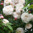 Rose Félicite et Perpetue Mioulane NewsJardinTV Jardimiou 55658421