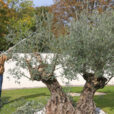Taille Olivier Mioulane NewsJardinTV Jardimiou NPM 2307516886