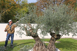 Taille Olivier Mioulane NewsJardinTV Jardimiou NPM 2307516886