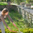 Taille buis Mioulane NewsJardinTV Jardimiou PAMI 130424127