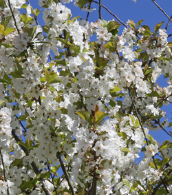 Cerisier Floraison Mioulane NewsJardinTV NPM 2507522200