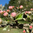 Corymbe Pommier Mioulane NewsJardinTV Jardimiou IMG 4750