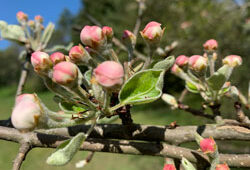 Corymbe Pommier Mioulane NewsJardinTV Jardimiou IMG 4750