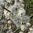 Prunellier Mioulane NewsJardinTV Jardimiou IMG 4683