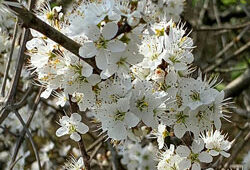 Prunellier Mioulane NewsJardinTV Jardimiou IMG 4683