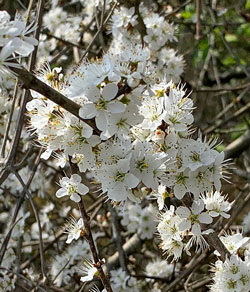 Prunellier Mioulane NewsJardinTV Jardimiou IMG 4683