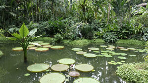 Jardin d'ailleurs Singapour