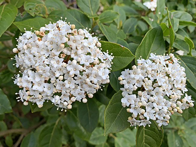 Viburnum tinus L