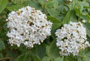 Viburnum tinus