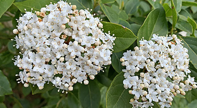 Viburnum tinus